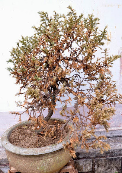 tai-loc-kho-vao-nha-vi-nhung-loi-phong-thuy-don-gian-nay_2