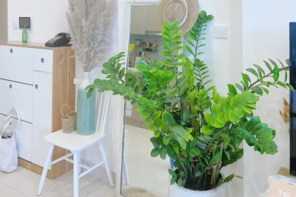 Cách bố trí cây xanh lọc không khí, giảm ô nhiễm bụi trong nhà